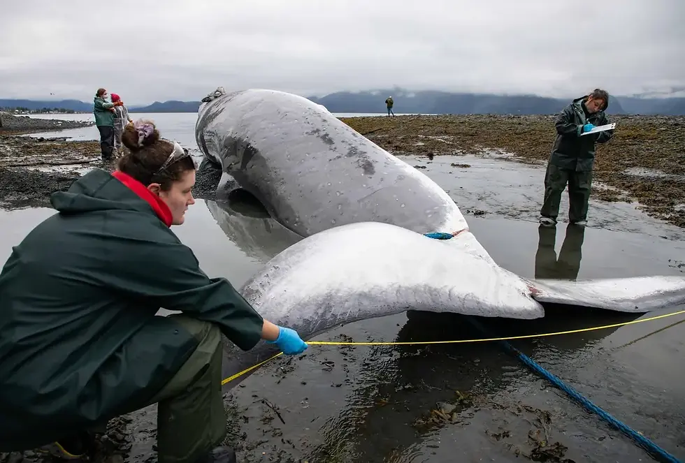 Dead endangered whale discovered on bow of cruise ship in Seward