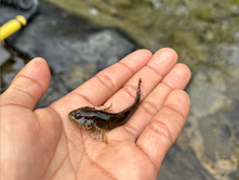 The secret life of sculpin — a tiny fish that helps scientists monitor mines