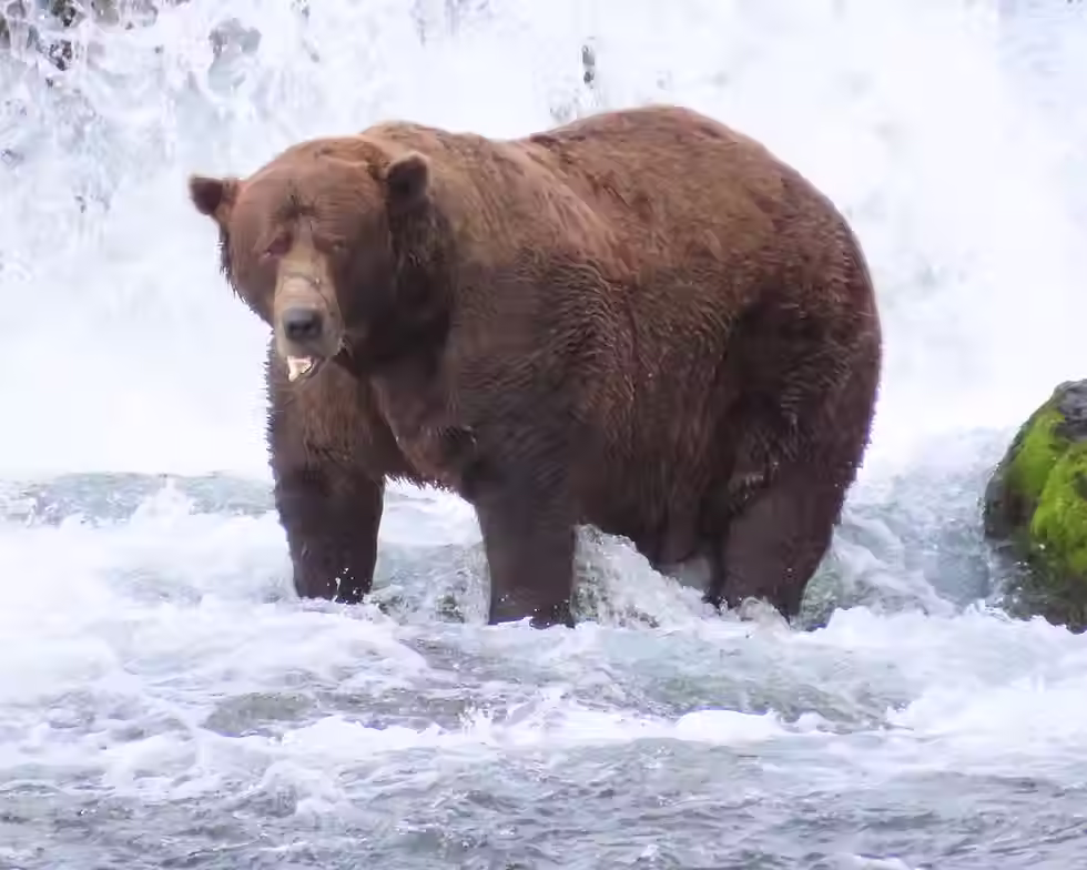 Fat Bear Week returns Monday – and the salmon are swimming for their lives