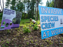 Governor vetoes Alaska bills on invasive species management, plastic food containers