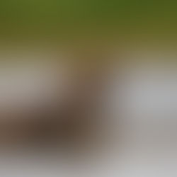 Critics of Alaska bear-culling program seek court order to block its resumption