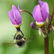 On The Trails: Ducks, midges, and flowers