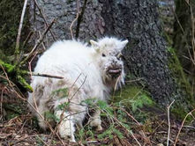 Goat disease resurfaces in Juneau, officials urge caution