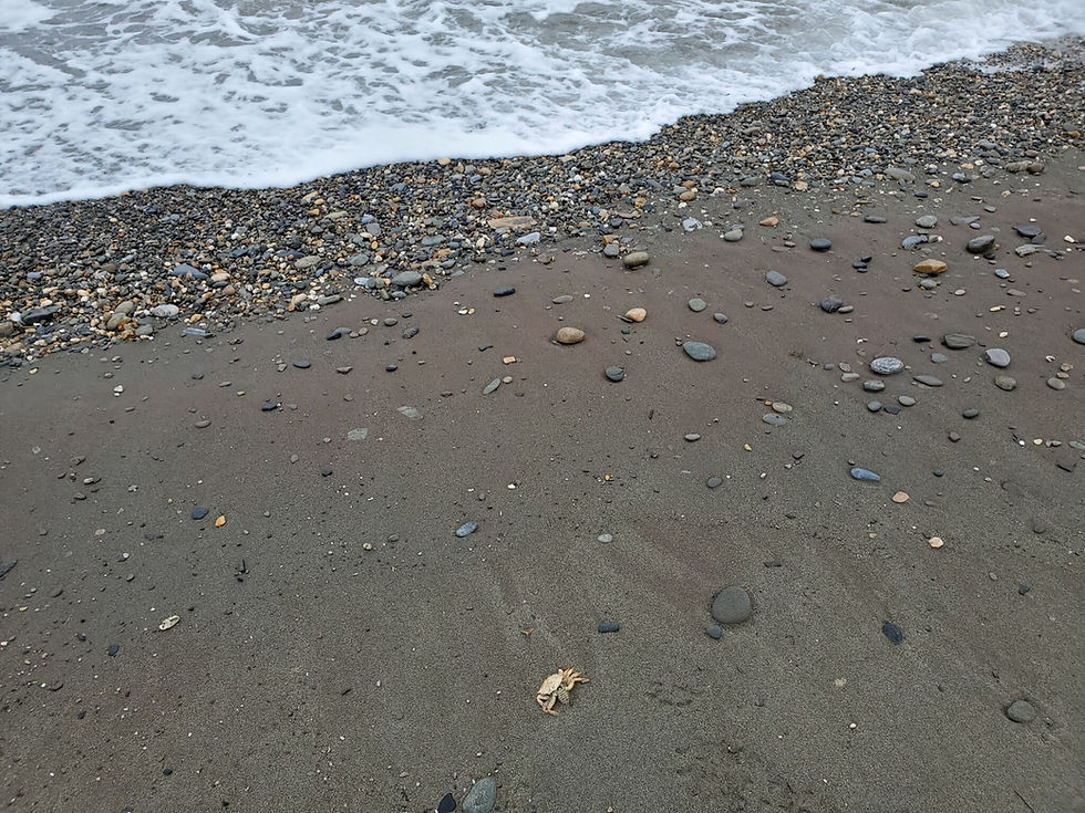 A juvenile crab washed ashore on Nome beach after stormy weather is seen on Oct. 1, 2020. (Yereth Rosen/Alaska Beacon)