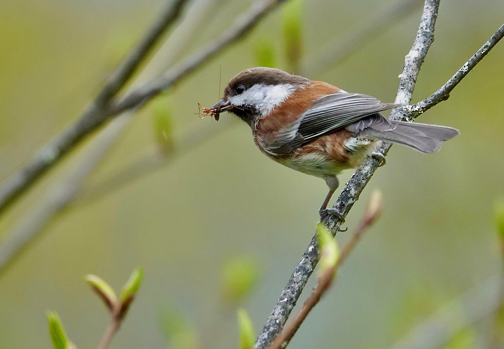 On The Trails: Chickadees 