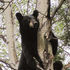 Alaska state legislator chases bear away from fellow lawmaker outside state Capitol