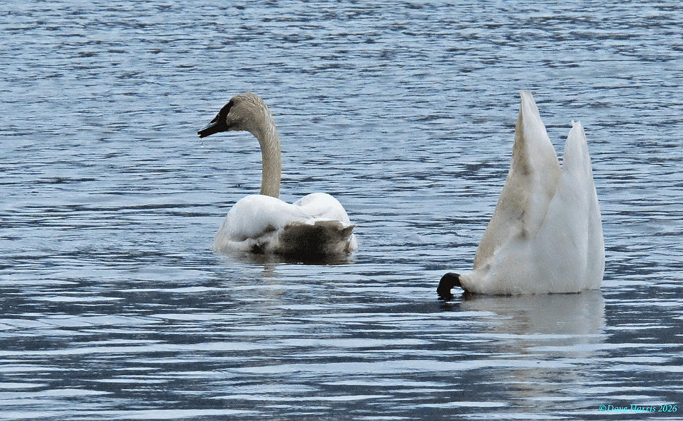 Swans were quick to discover open water at Twin Lakes. (Photo by Dave Harris)