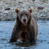 Think your dog makes you safer in bear country? The data say otherwise.