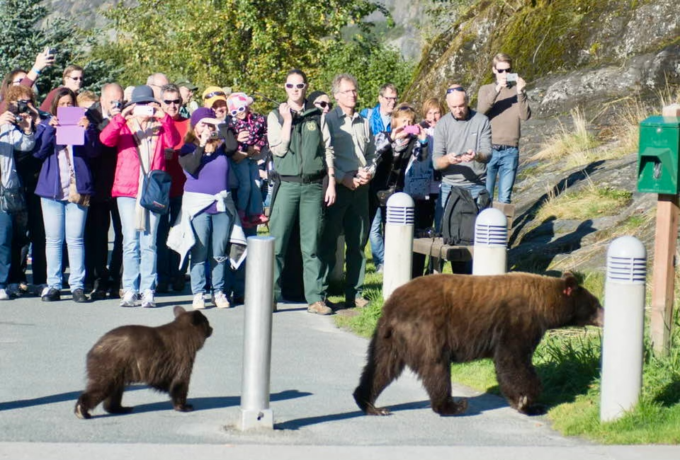 A Forest Service ranger with the Mendenhall Glacier Visitor Center acts as bear crossing guard as visitors look on. (Photo by Cam Byrnes)