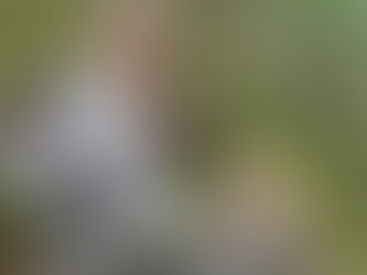 Food from the Forest: New studies show benefit of managing for wild foods