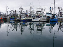 Pitched battle for Alaska’s Senate seat is enveloped in a fight over fish