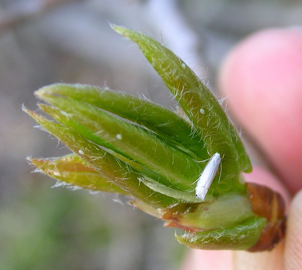 The moth stage of an aspen leaf miner lays eggs on an aspen leaf bud in springtime. (Photo by Pat Doak)