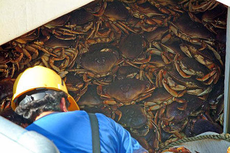 State closes summer Dungeness fishery early amid weak harvest