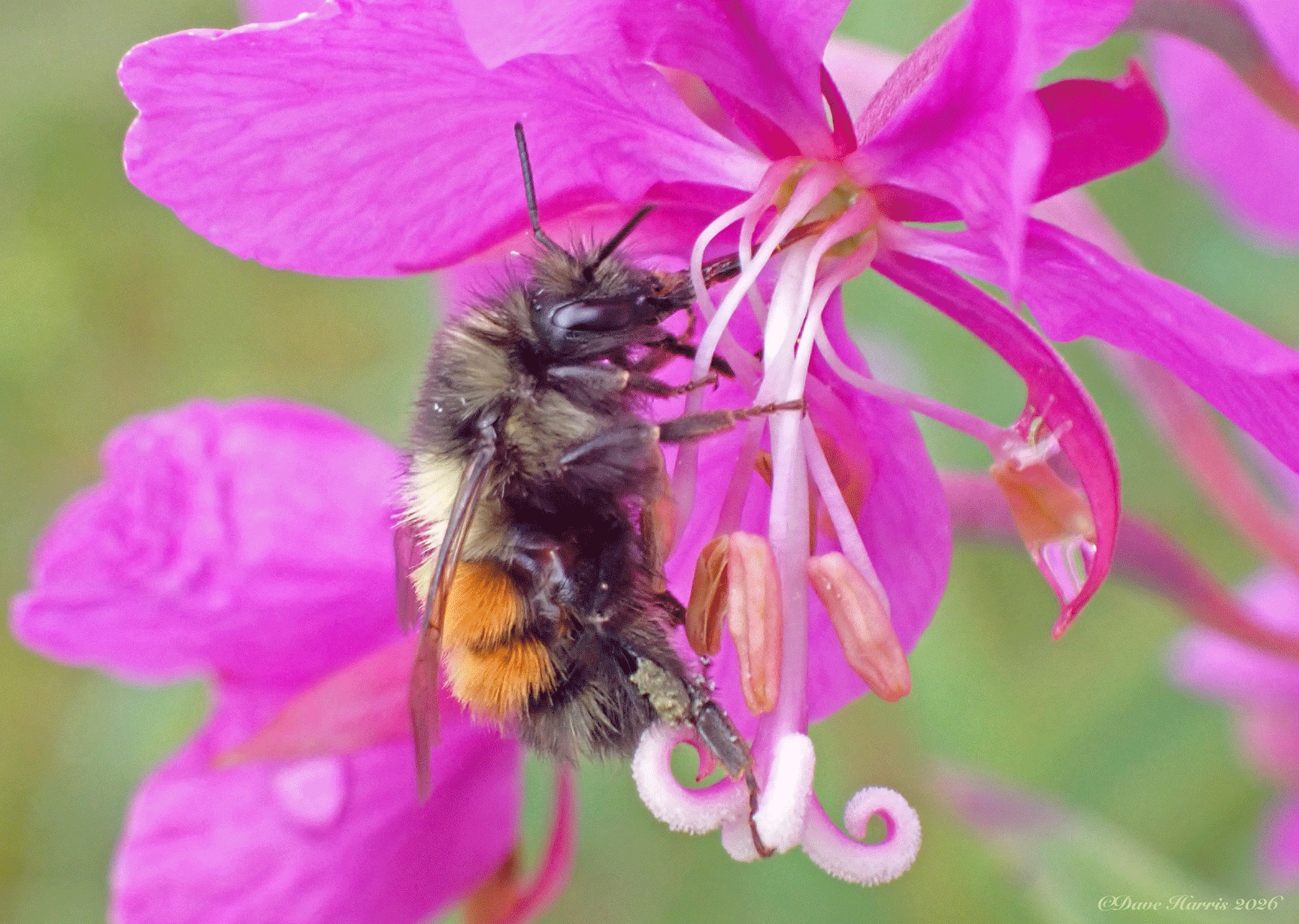 A bee forages on a fireweed flower, reaching deep for nectar. (Photo by Dave Harris)