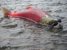 Preliminary 2027 forecast for Alaska’s Bristol Bay fishery predicts more, smaller sockeye