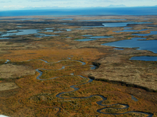In court, Pebble developer says 27 salmon stand in the massive mine’s way