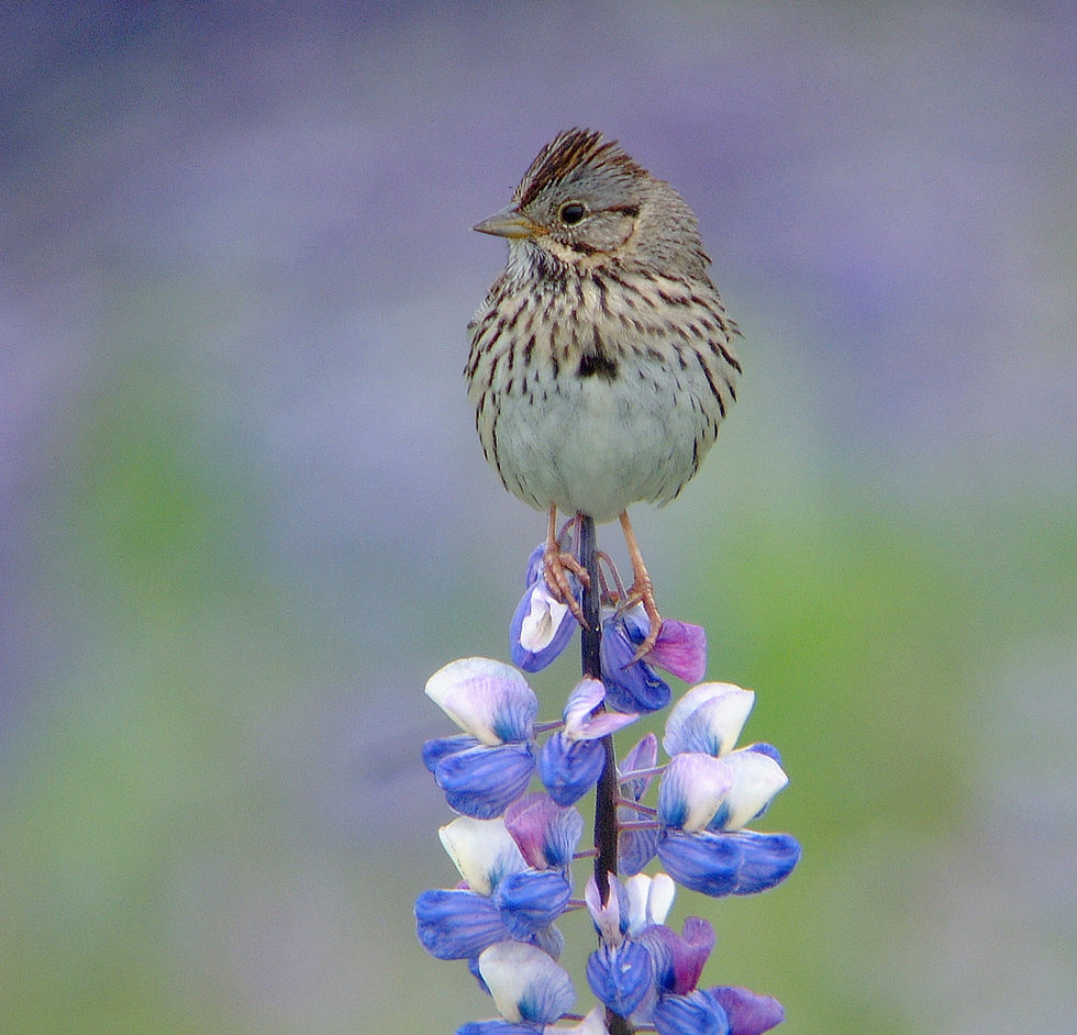 A Lincoln's sparrow perches to sing and advertise its territory. (Photo by Bob Armstrong)