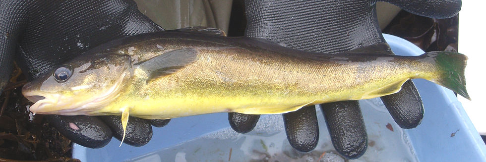 An adult saffron cod, also known as tomcod, is held by a researcher. (Photo provided by the National Oceanic and Atmospheric Administration)