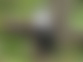 Alaska timber industry says it needs more supply to survive