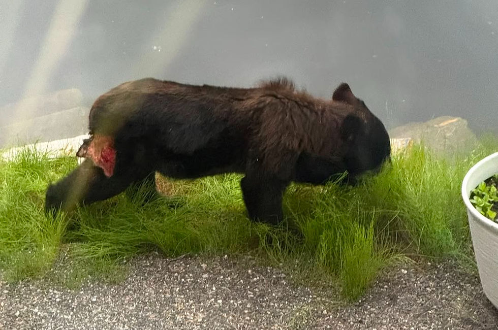 Wounded bear in neighborhood near Mendenhall Glacier being left alone for now by state officials 