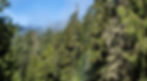 Yellow cedar trees are seen in this Creative Commons-licensed photo by Richard Droker on Oct. 24, 2015. (Richard Droker photo)