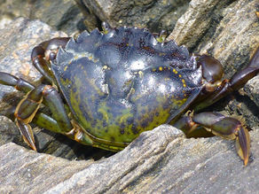 Green crab discoveries in Ketchikan show the invasive threat is spreading in Alaska