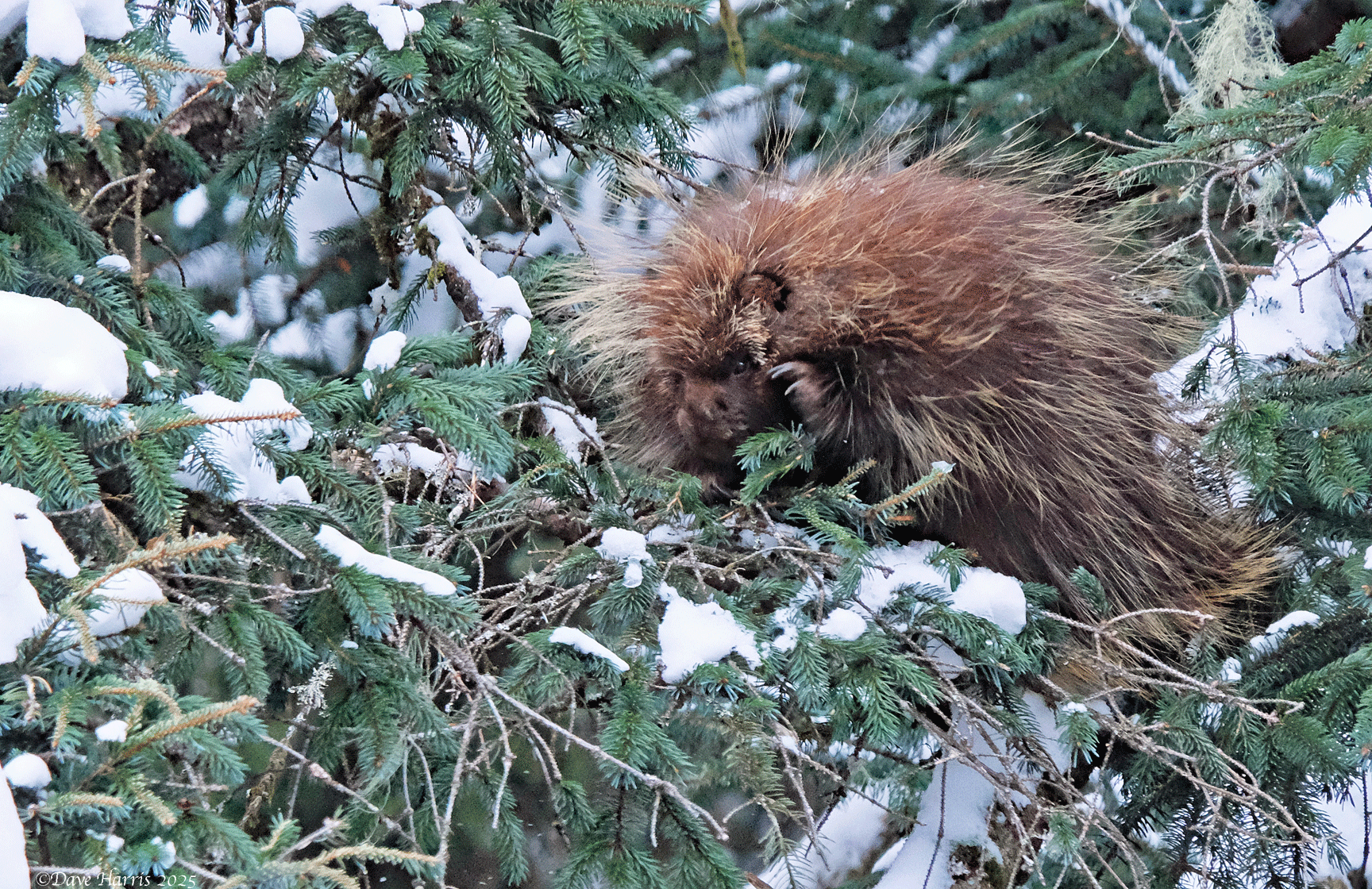 A porcupine in a spruce tree. (Photo by Dave Harris)