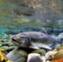Alaska's salmon deserve better than a war over fisheries