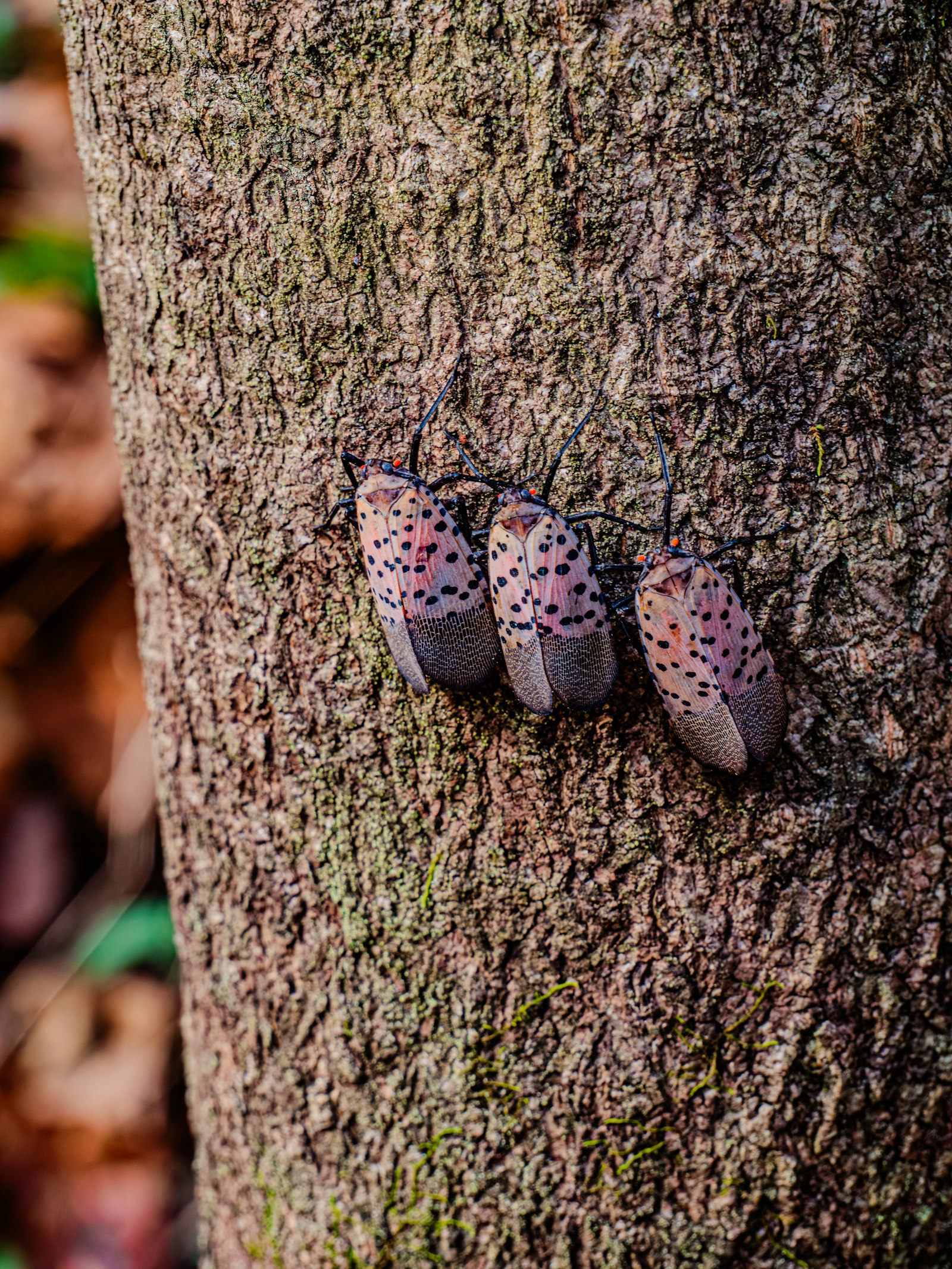 Spotted lanternflies on a tree trunk