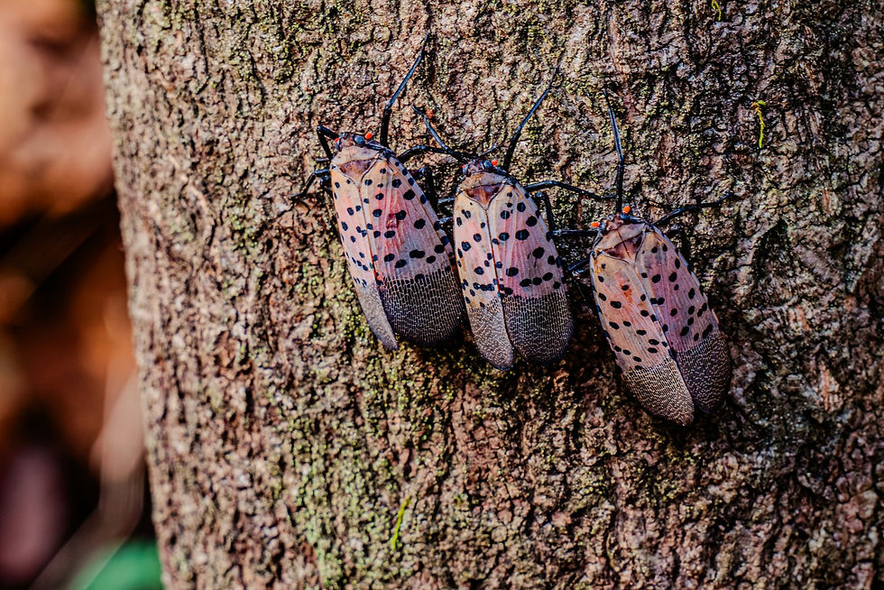 Spotted lanternflies on a tree trunk
