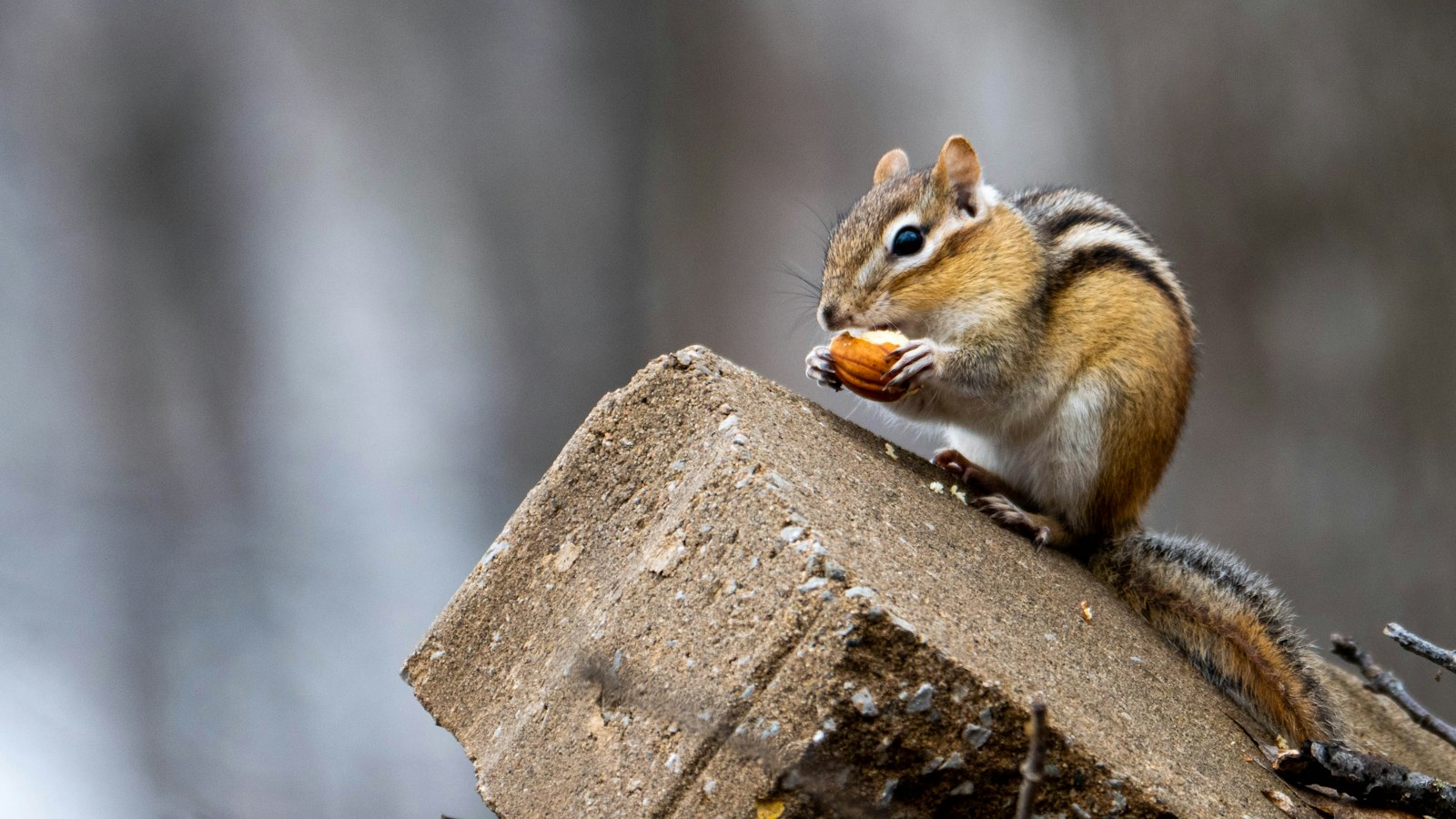 Chipmunk on a stone wall
