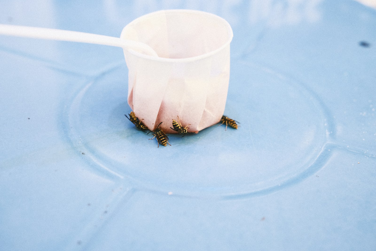Yellow jackets gathered on a paper cup