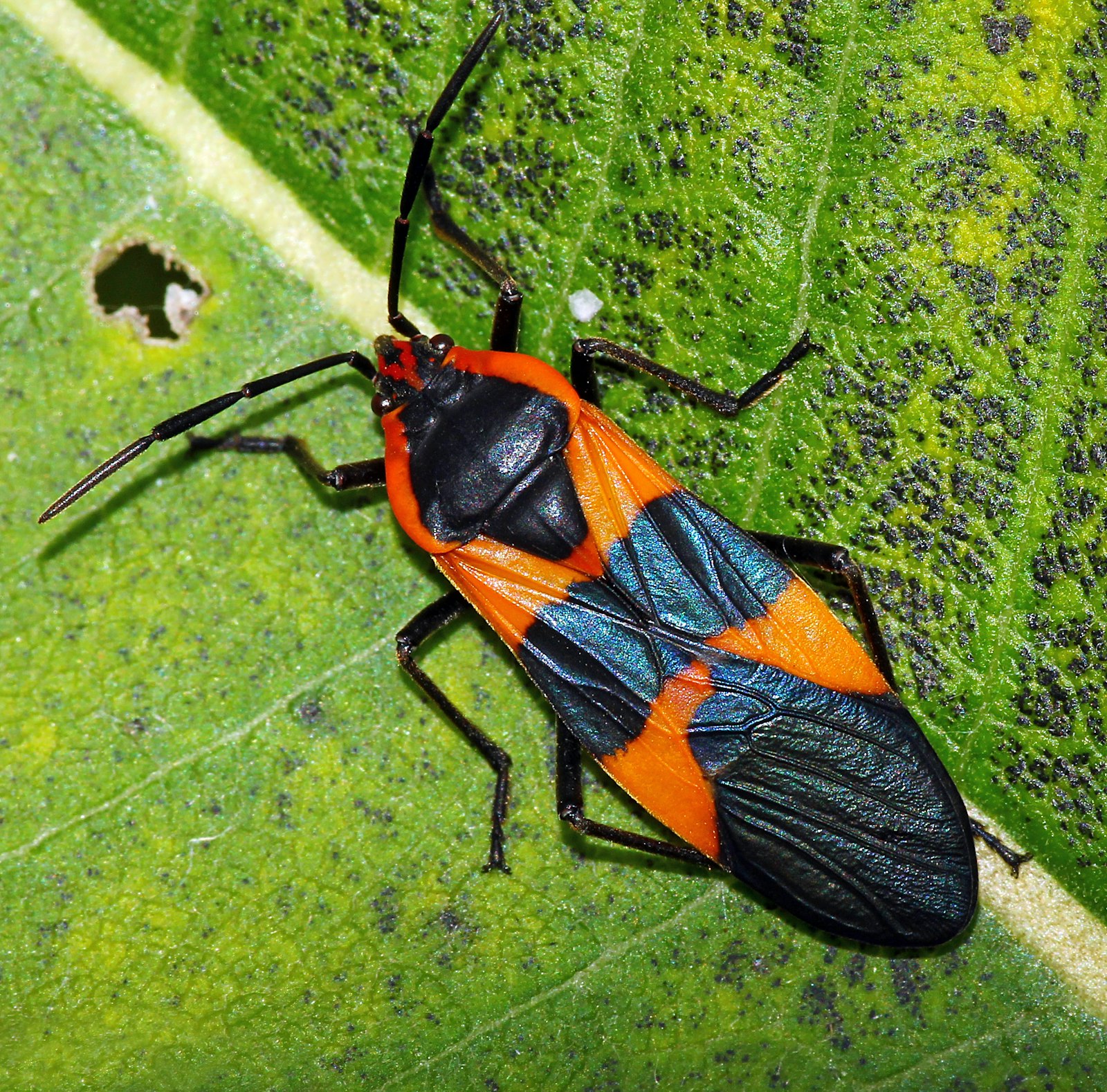 Red-and-black true bug on a green leaf