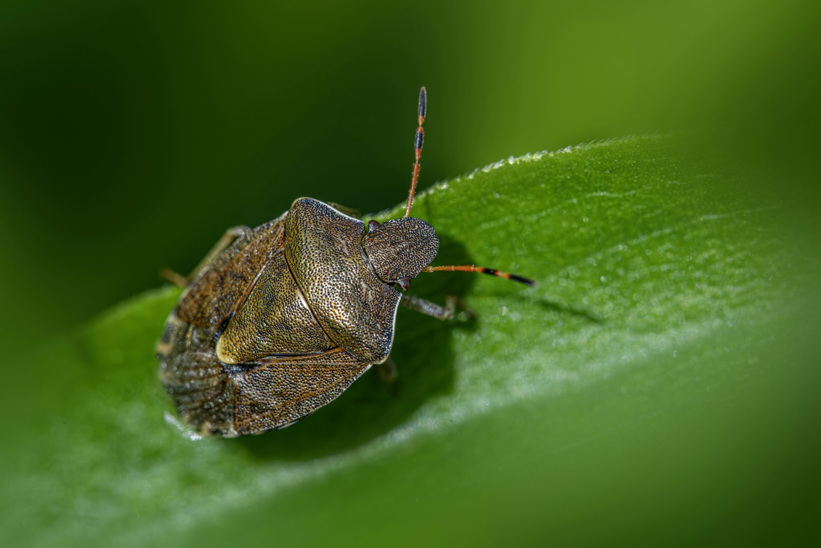 Brown marmorated stink bug resting on a leaf