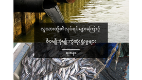 လူသားတို့၏လုပ်ရပ်များကြောင့် ဇီဝမျိုးစုံမျိုးကွဲ ဆုံးရှုံးမှုများ