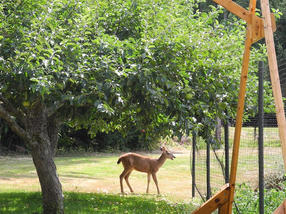 ja-deer-fence-3.jpg