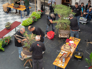 CORONABEDINGTE VERSCHIEBUNG!!! „10. Internationale Alpen-Adria Bonsai-Ausstellung (10.IAABA)“