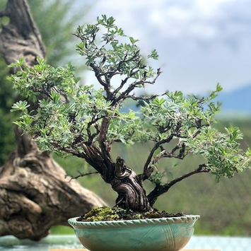 copyright Gestaltungsgruppe Bonsai Kärnten