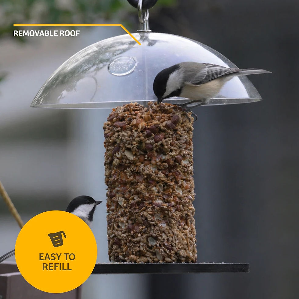 Thumbnail: Seed holder with dome and a bird block on the feeder with birds perched on the block