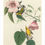 Thumbnail: John James Audubon birds images