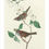 Thumbnail: John James Audubon birds images