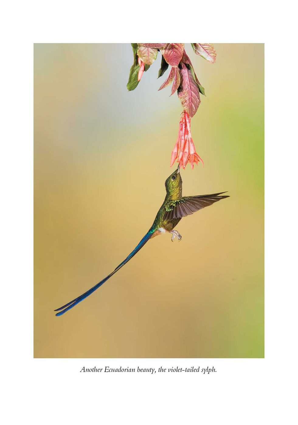 Thumbnail: a hummingbird feeding on a flower