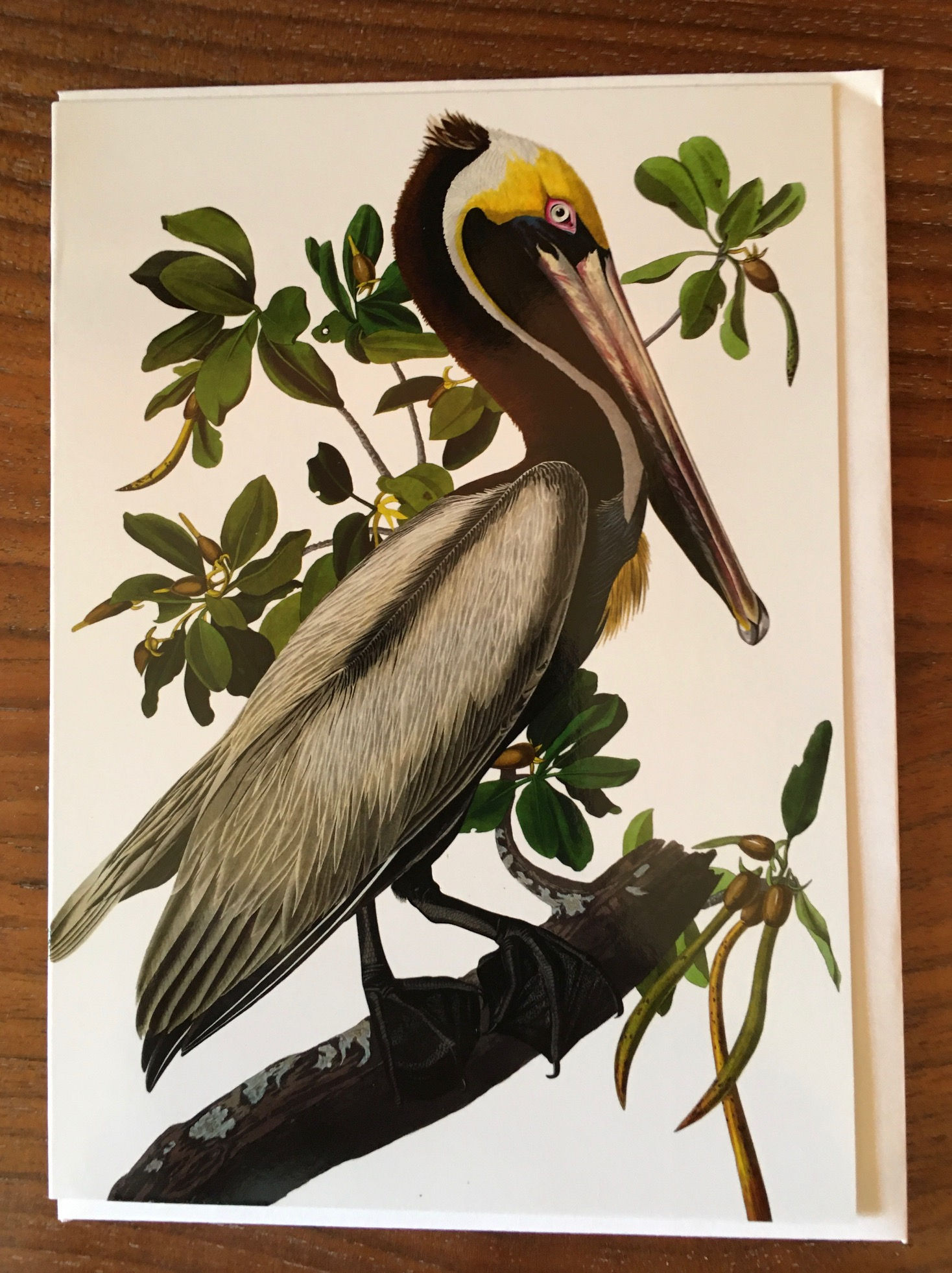 Pelican Notecard - Audubon