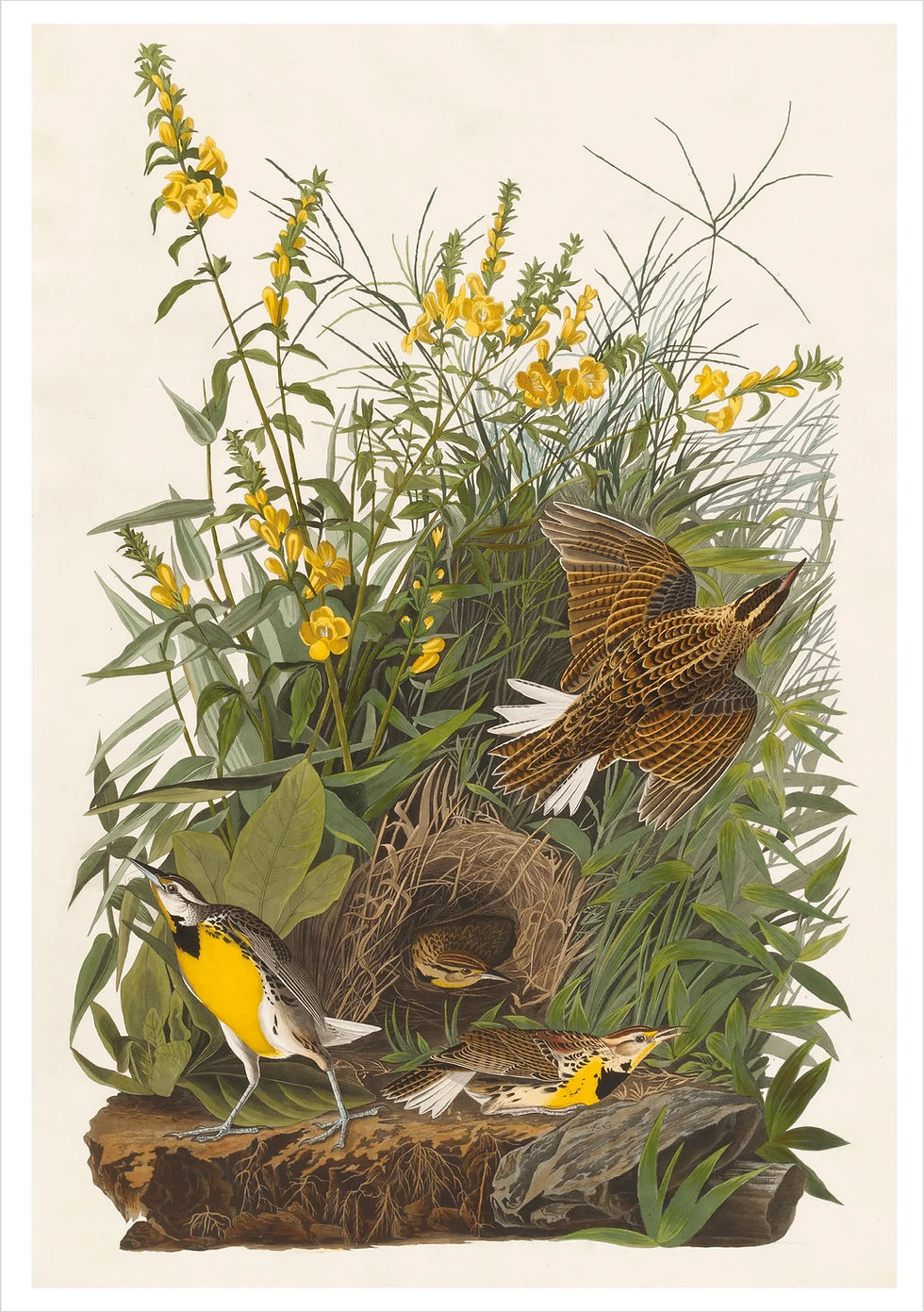 Thumbnail: John James Audubon birds images