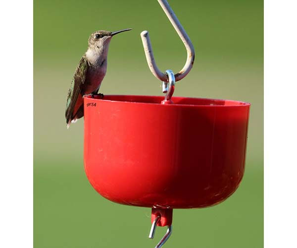 Thumbnail: red ant moat nectar protector with hummingbird perched