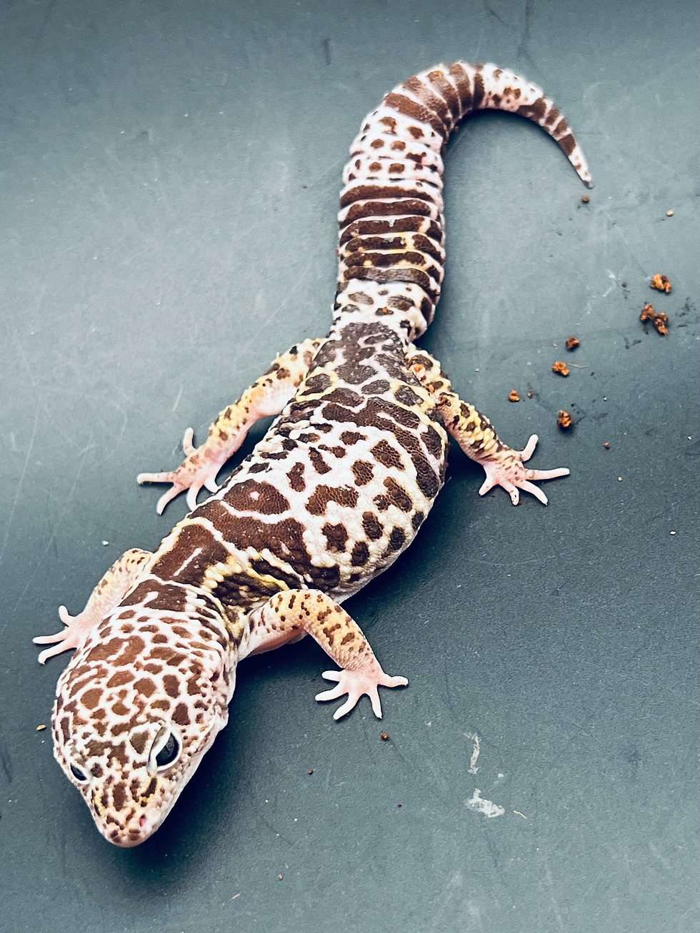 サムネイル： ダイオウトカゲモドキ1