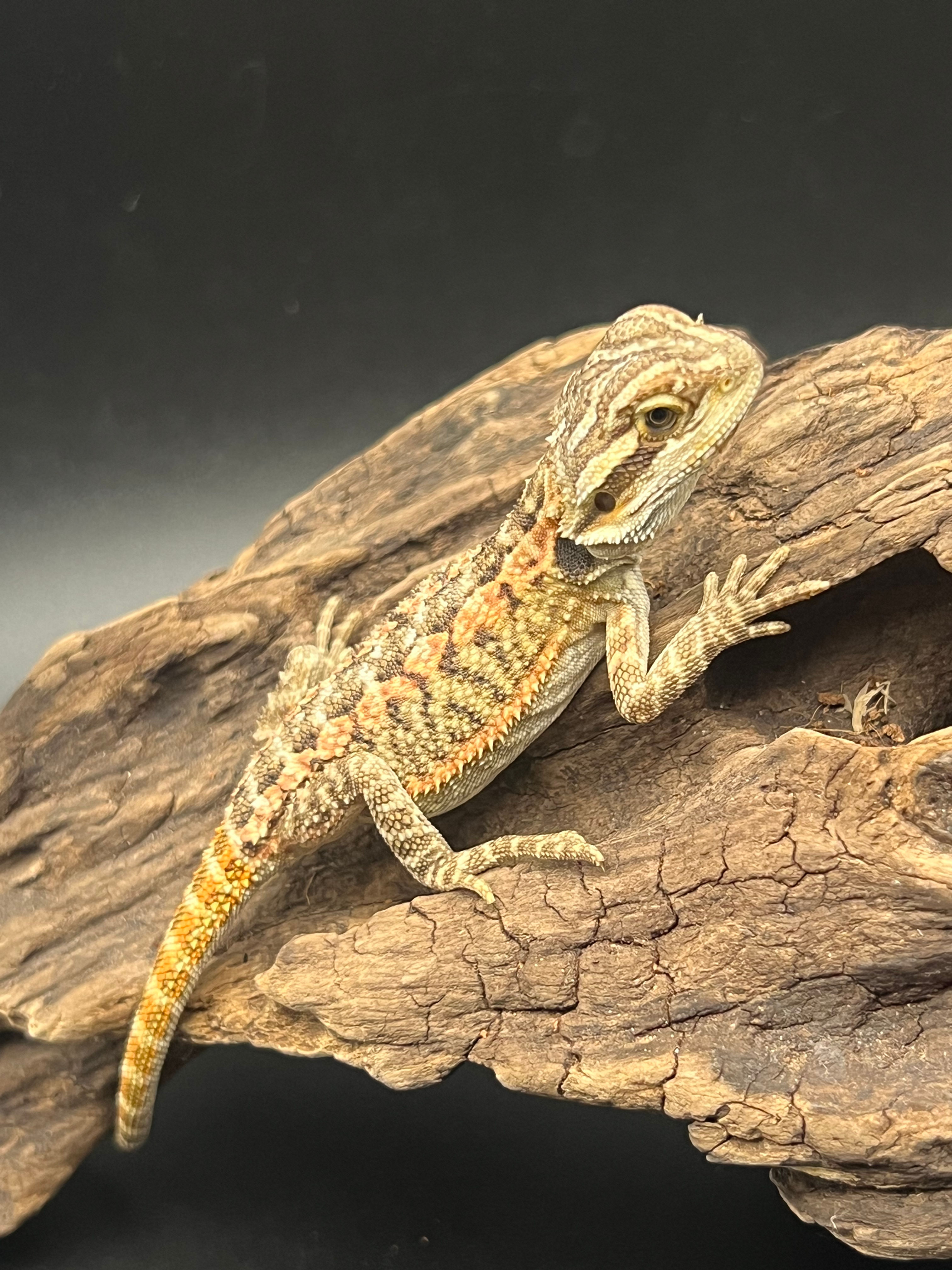 フトアゴヒゲトカゲ　パステルオレンジ