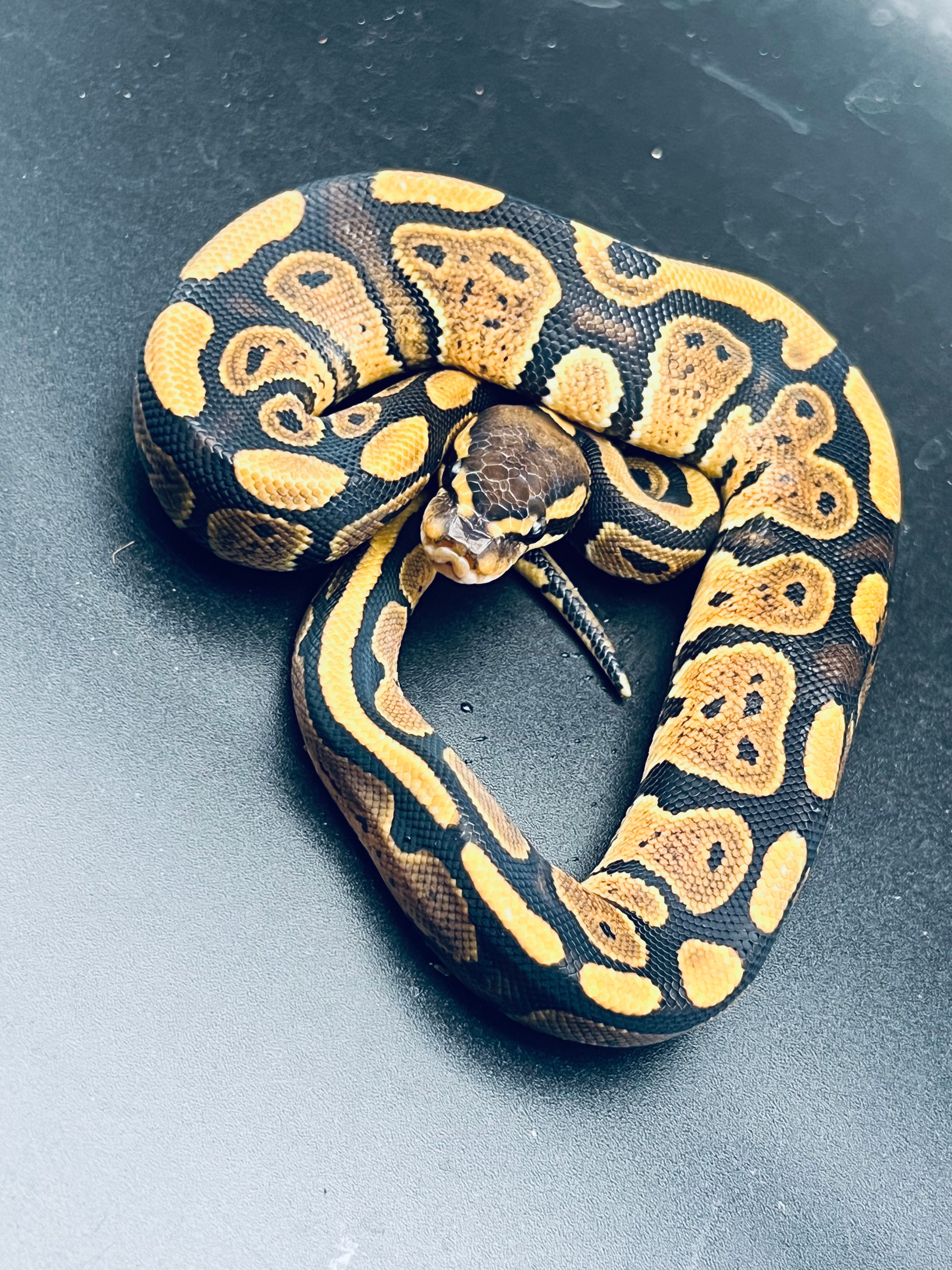 ボールパイソン　ノーマル♀