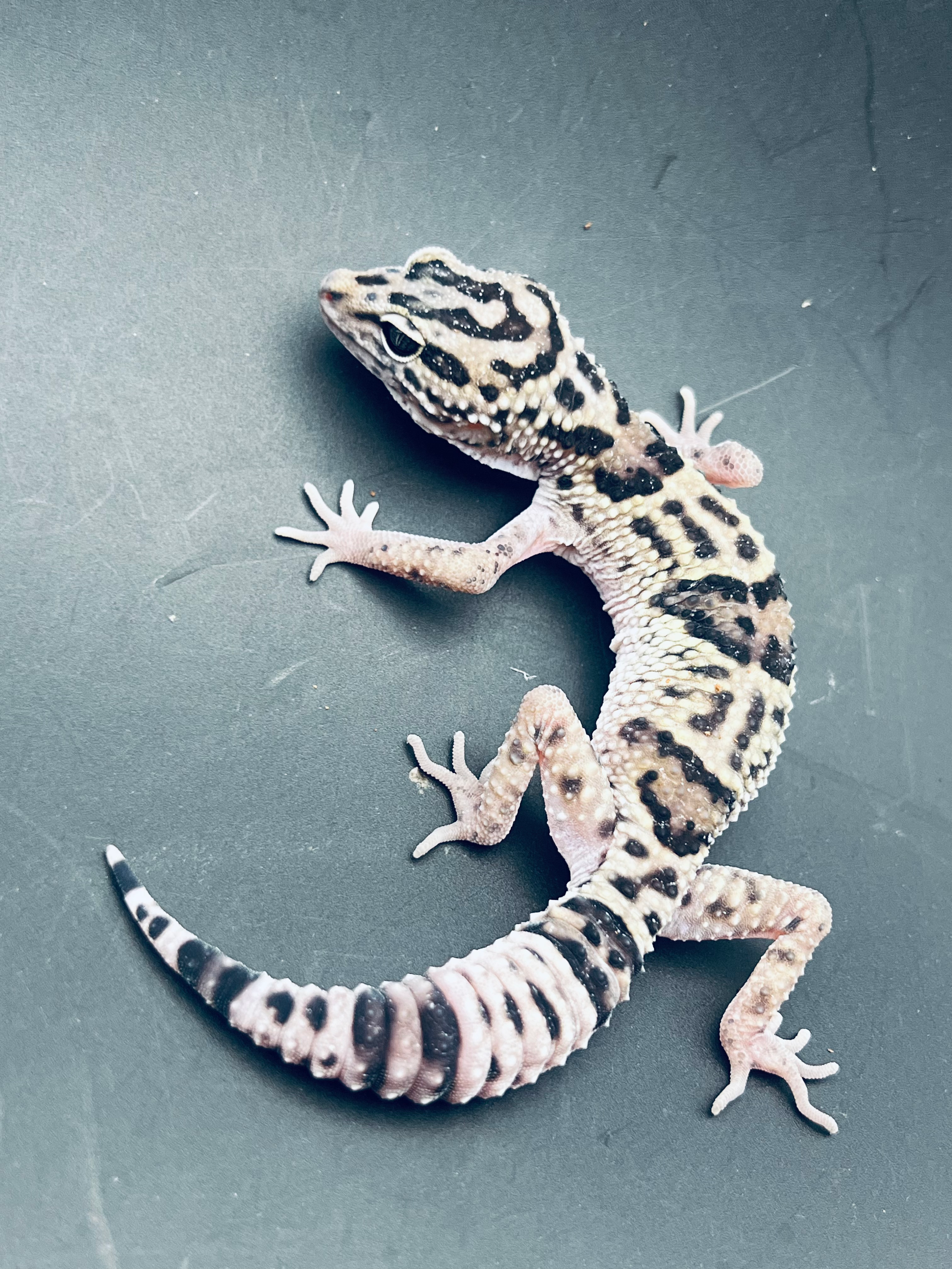 オバケトカゲトカゲモドキ1