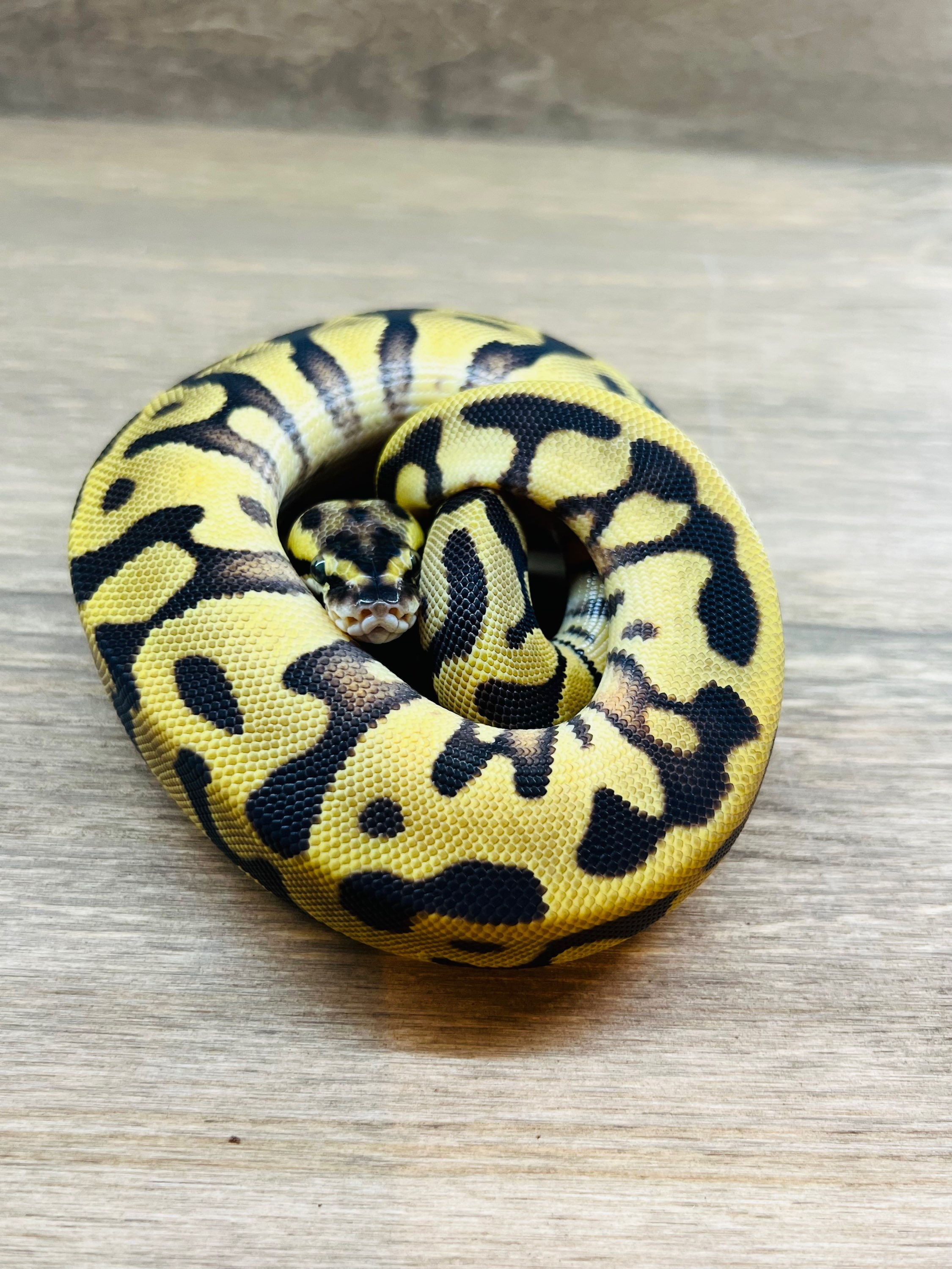 パステルエンチレオパード100%DHアルビノクラウン♀